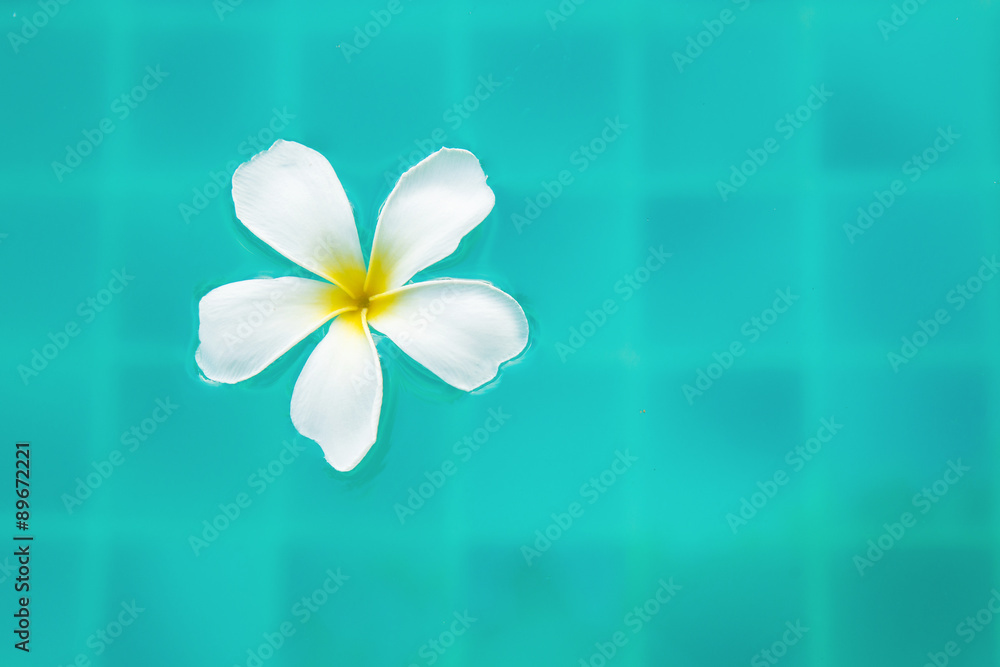 Single Peaceful Plumeria Flower Floating on Clear Rippling Water