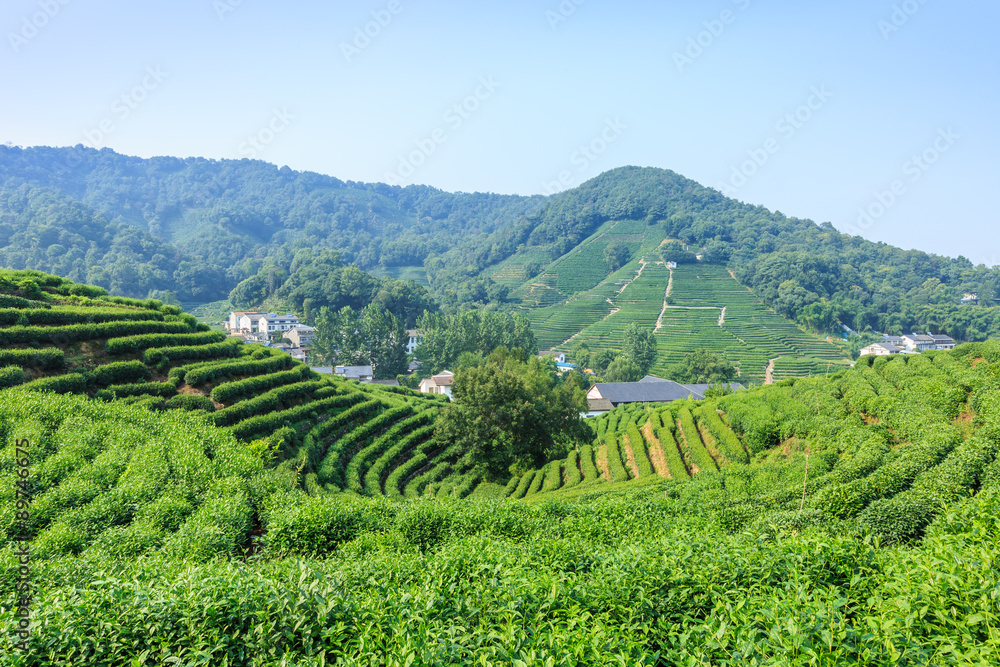 Tea Plantations