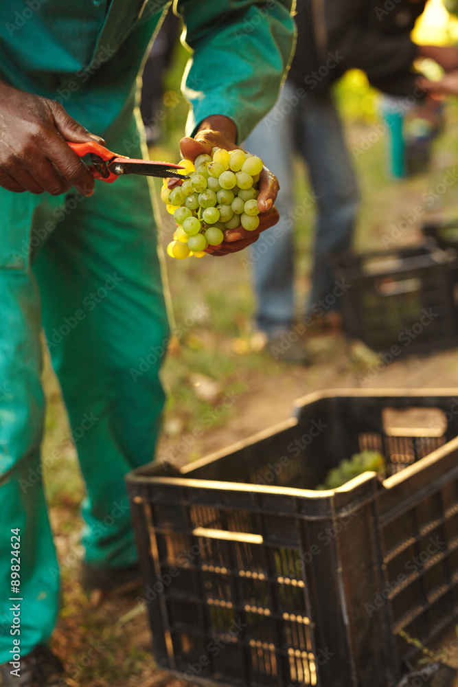 Farmer picking up the best quality grapes at vineyard