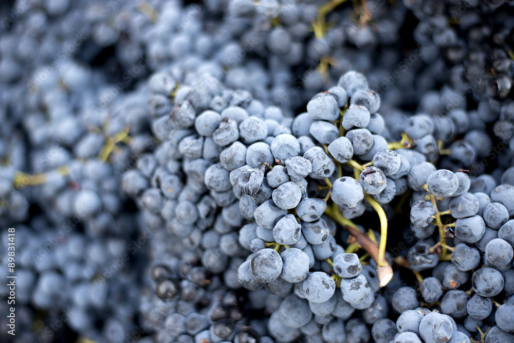 Grapes ready for crushing