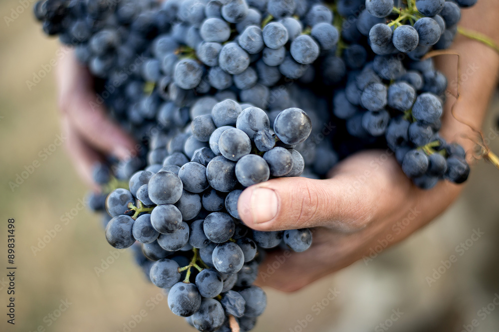 Grape bunch in hands