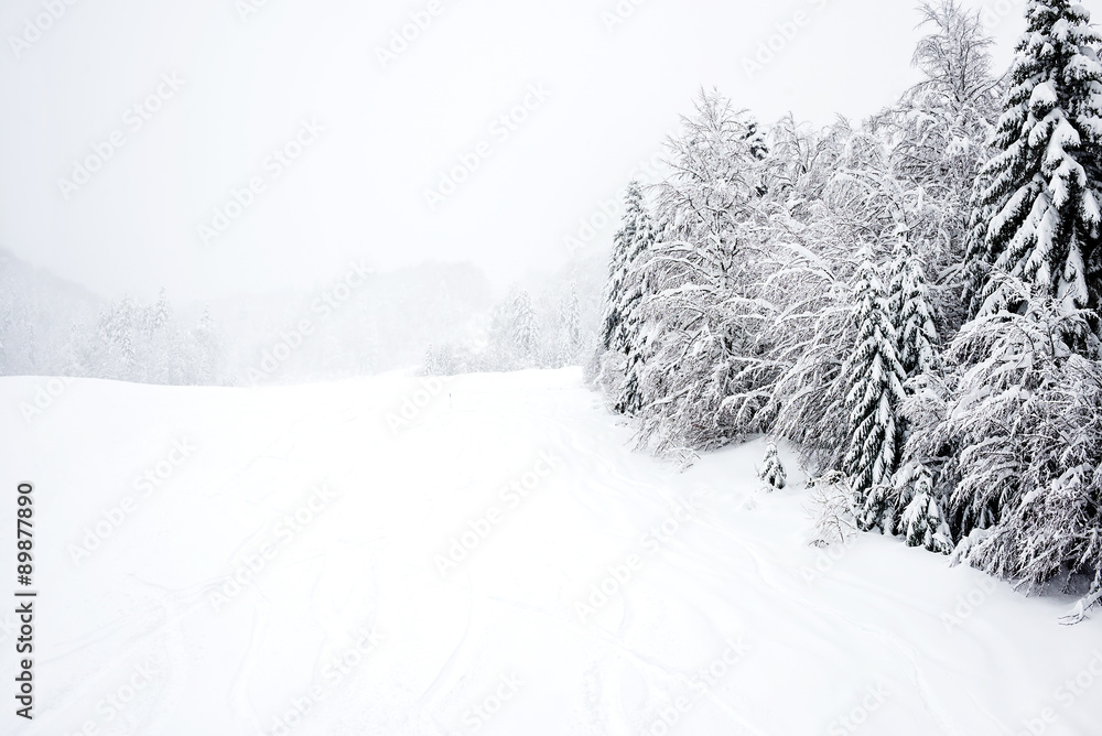 滑雪场，科拉辛1450山脉的针叶林