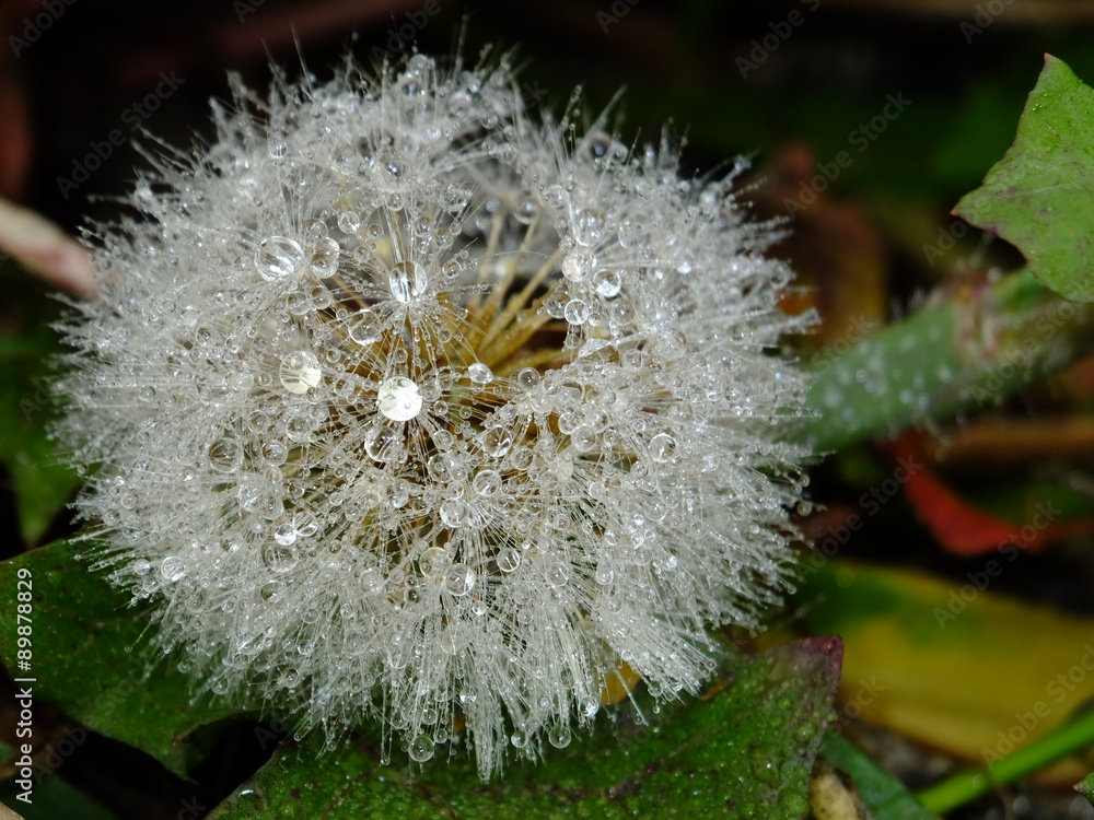 带露水的泡芙球,3