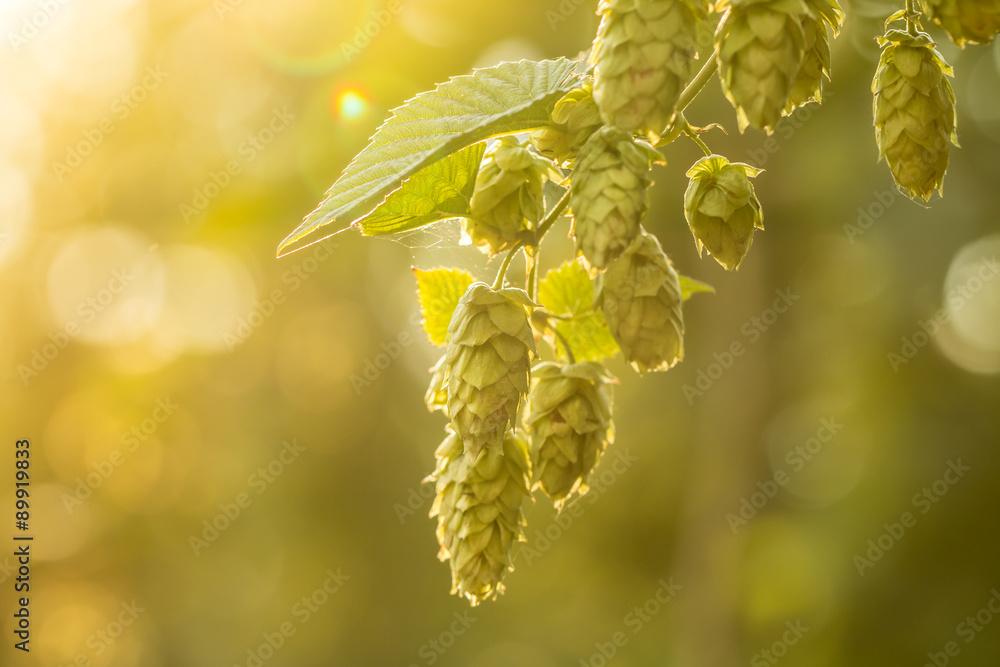 绿色啤酒花的微距照片