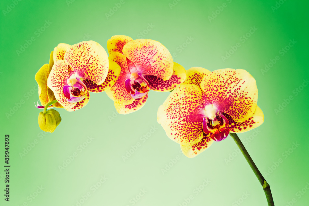 Orchid