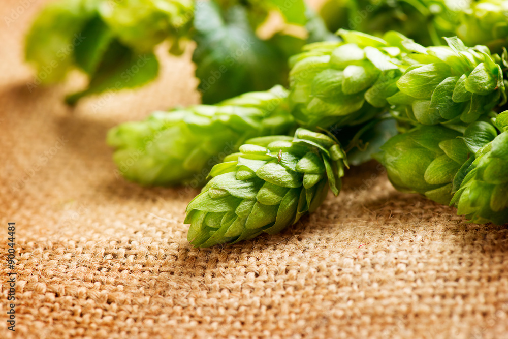 Hop close up. Green fresh cones of hop over sack linen texture.