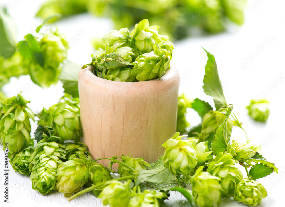 Hop in wooden bowl over white wooden table. Green whole hops with leaves closeup