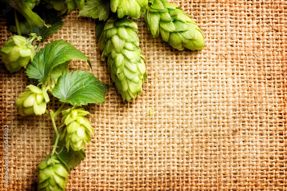 Fresh hop with leaves and cones close up on burlap background. Brewing concept