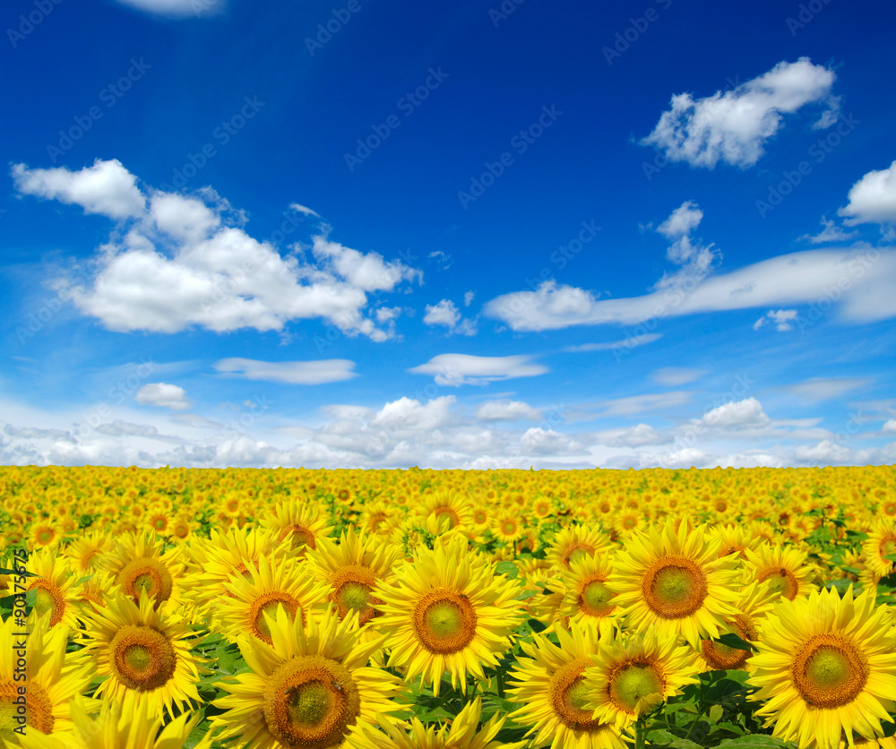 sunflowers field