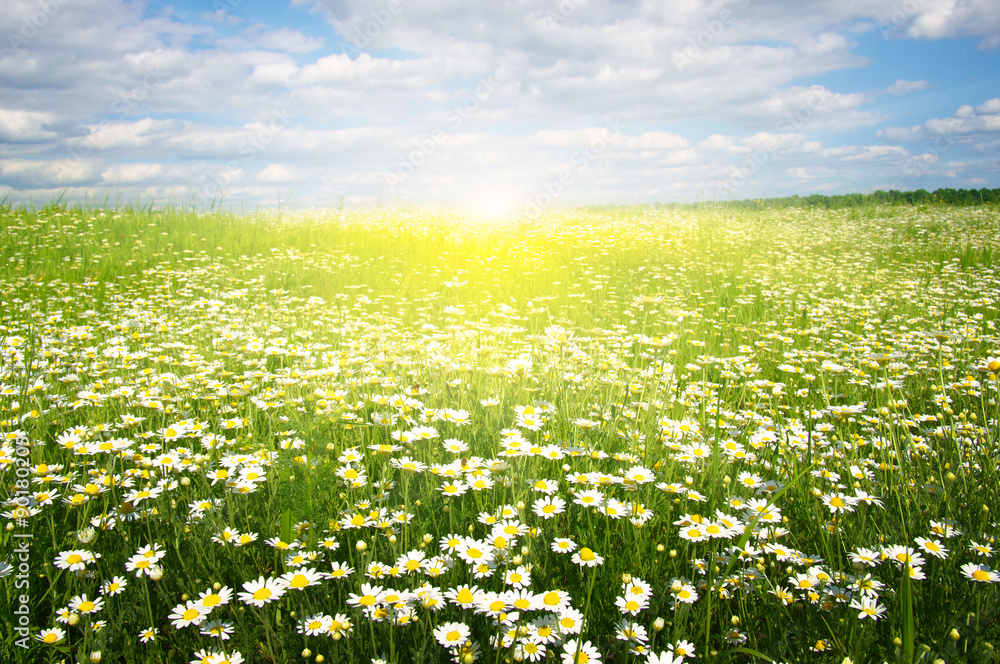  daisy flowers