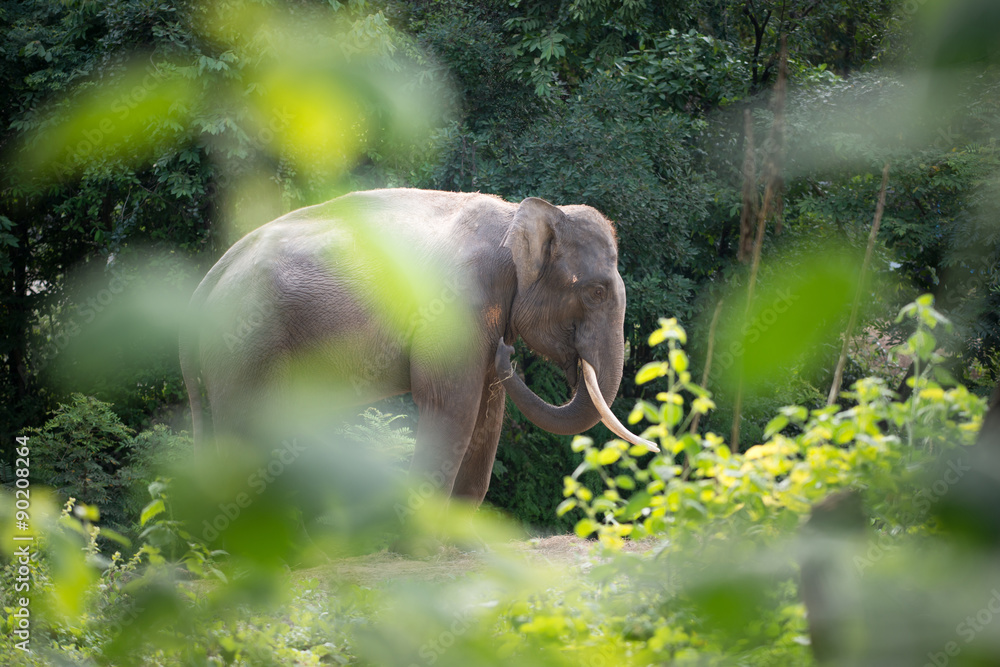 elephant in forest