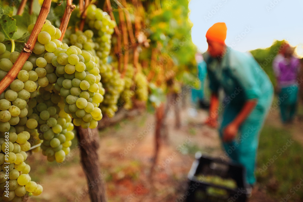 Bunch of grapes at vineyard