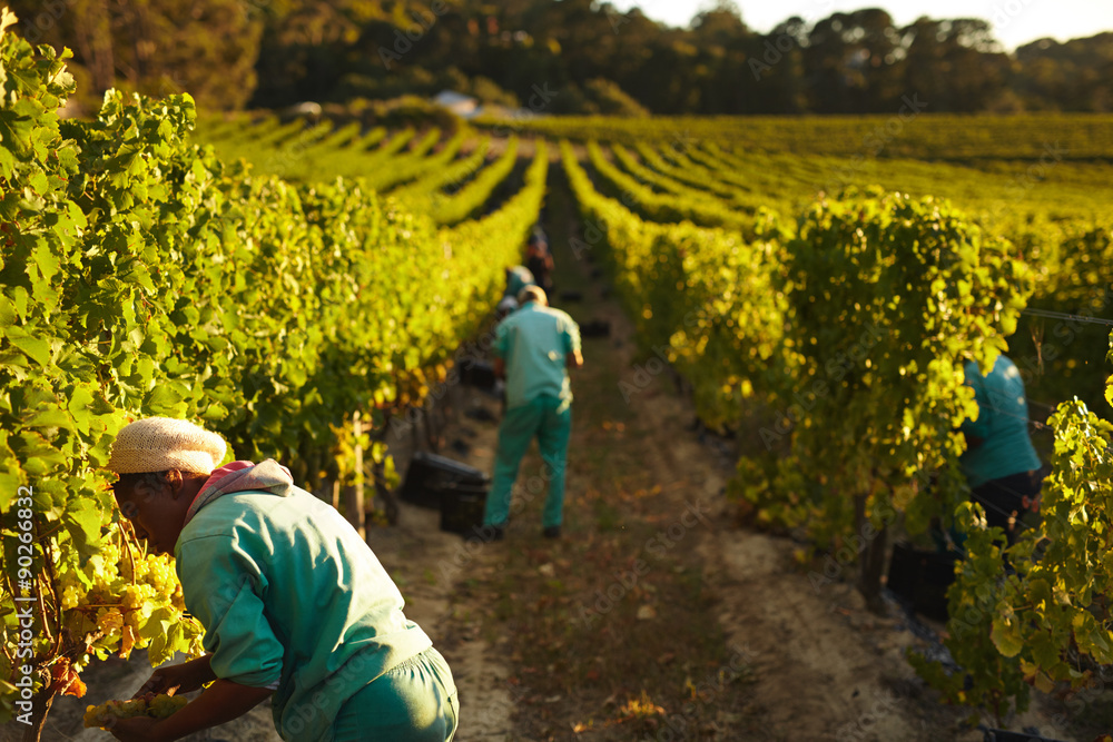 Grape pickers working in vineyard