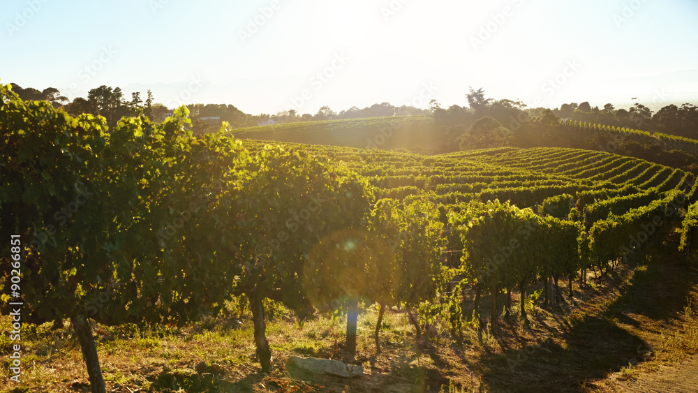 Rows of vines bearing fruit in vineyard