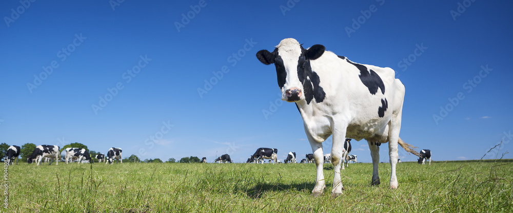 Panoramic view of black and white cow