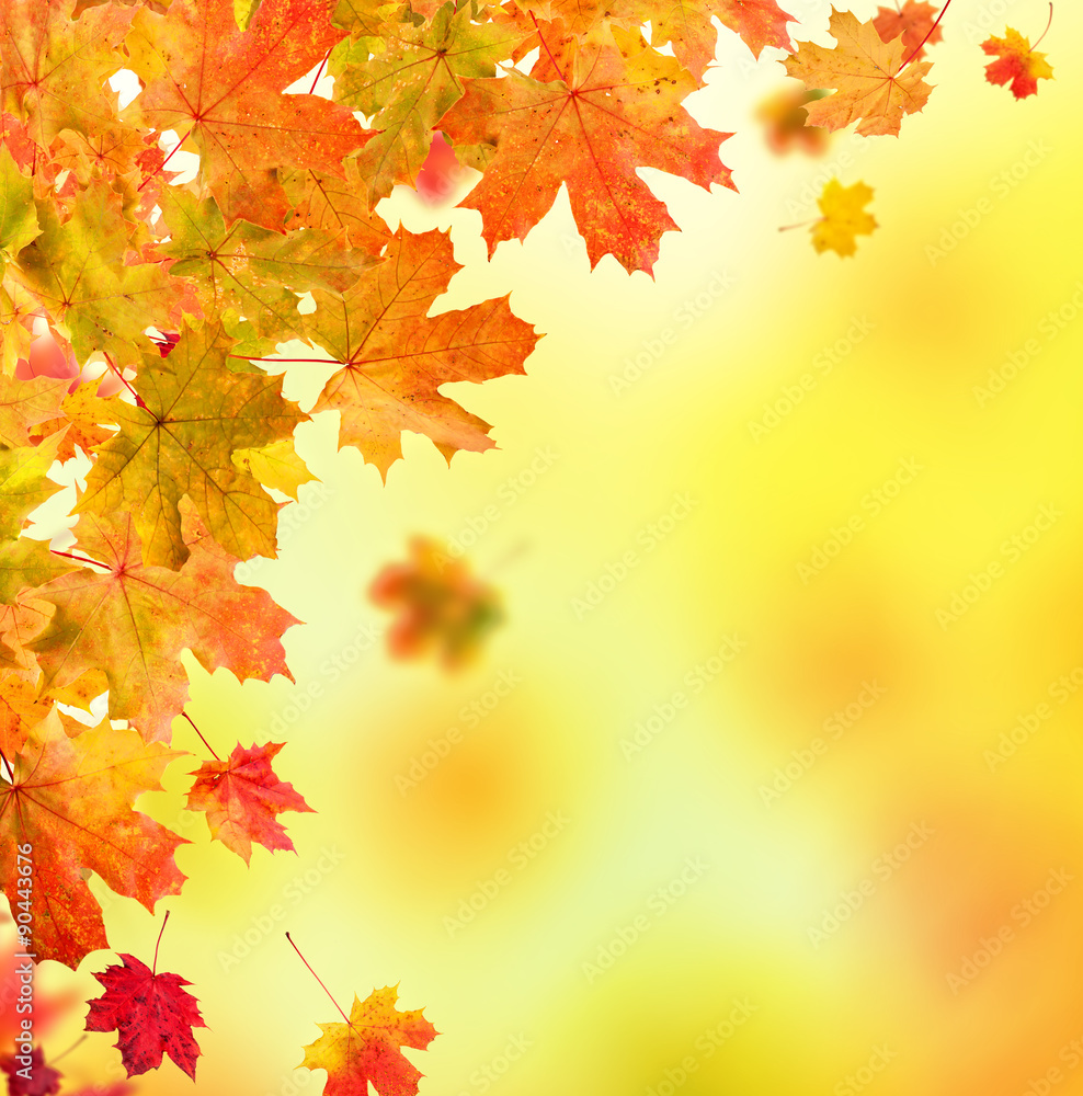 autumn leaves background