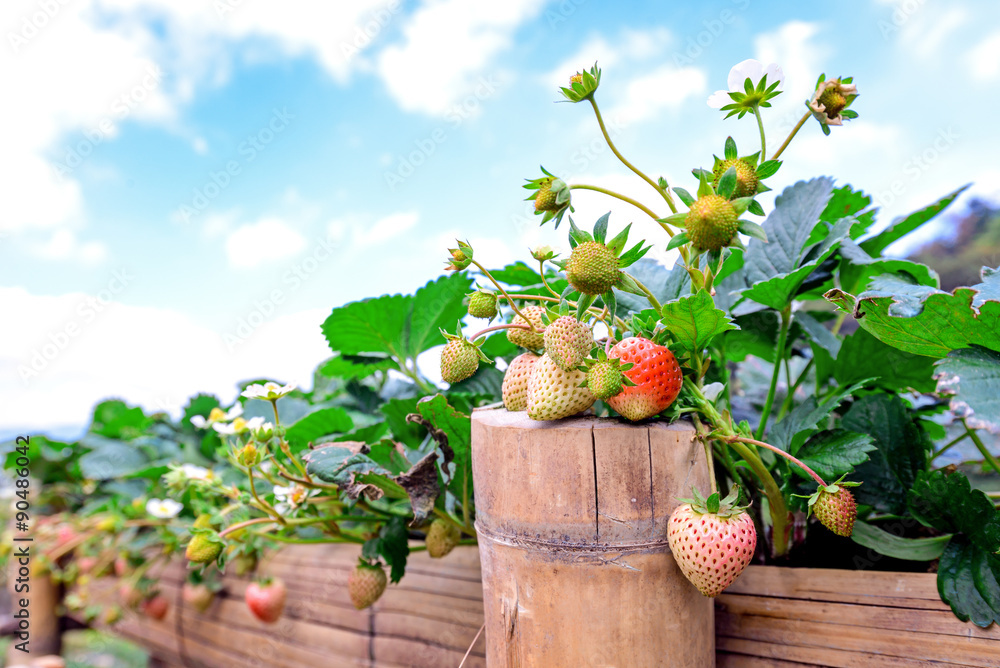 Fresh home grown strawberries