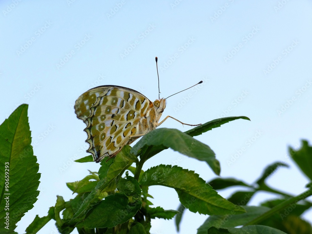 butter fly looking up in the sky