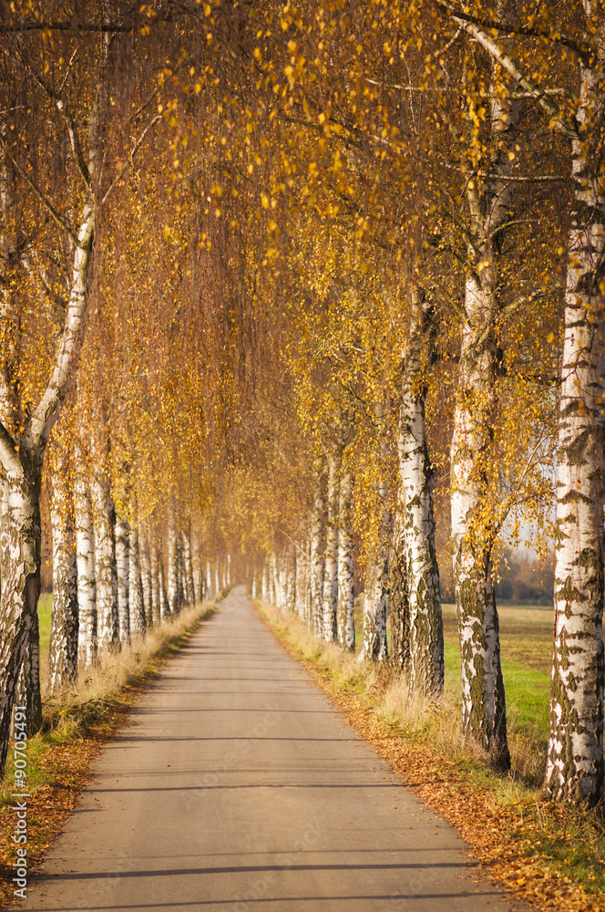 Birkenallee im Herbst