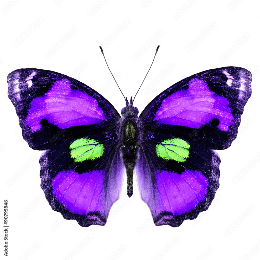 Exotic Purple butterfly (yellow pansy) isolated on white backgro