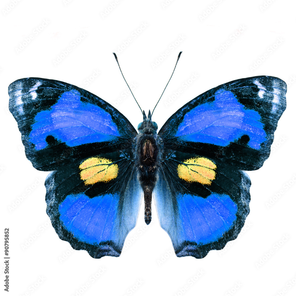 Exotic Red  butterfly (yellow pansy) isolated on white backgroun