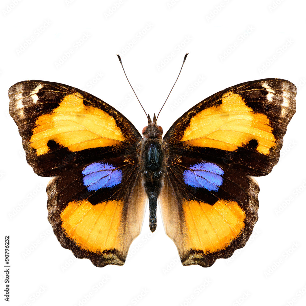 Exotic Yellow Pansy butterfly isolated on white background upper