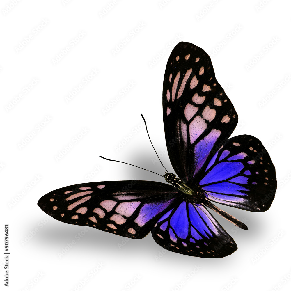 Beautiful Flying Blue Butterfly on white background with soft sh