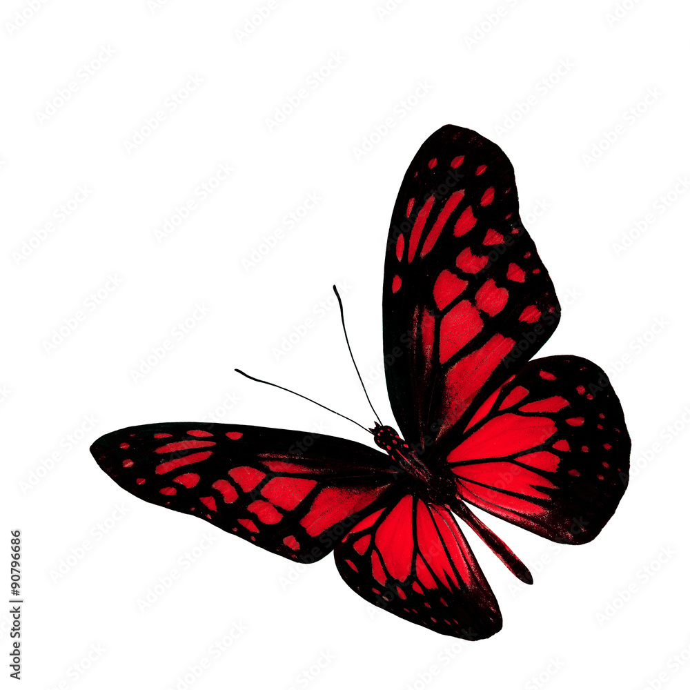 The beautiful flying red butterfly isolated on white background,