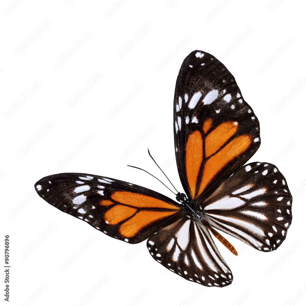 Beautiful flying white tiger butterfly (Danaus melanippus) the r