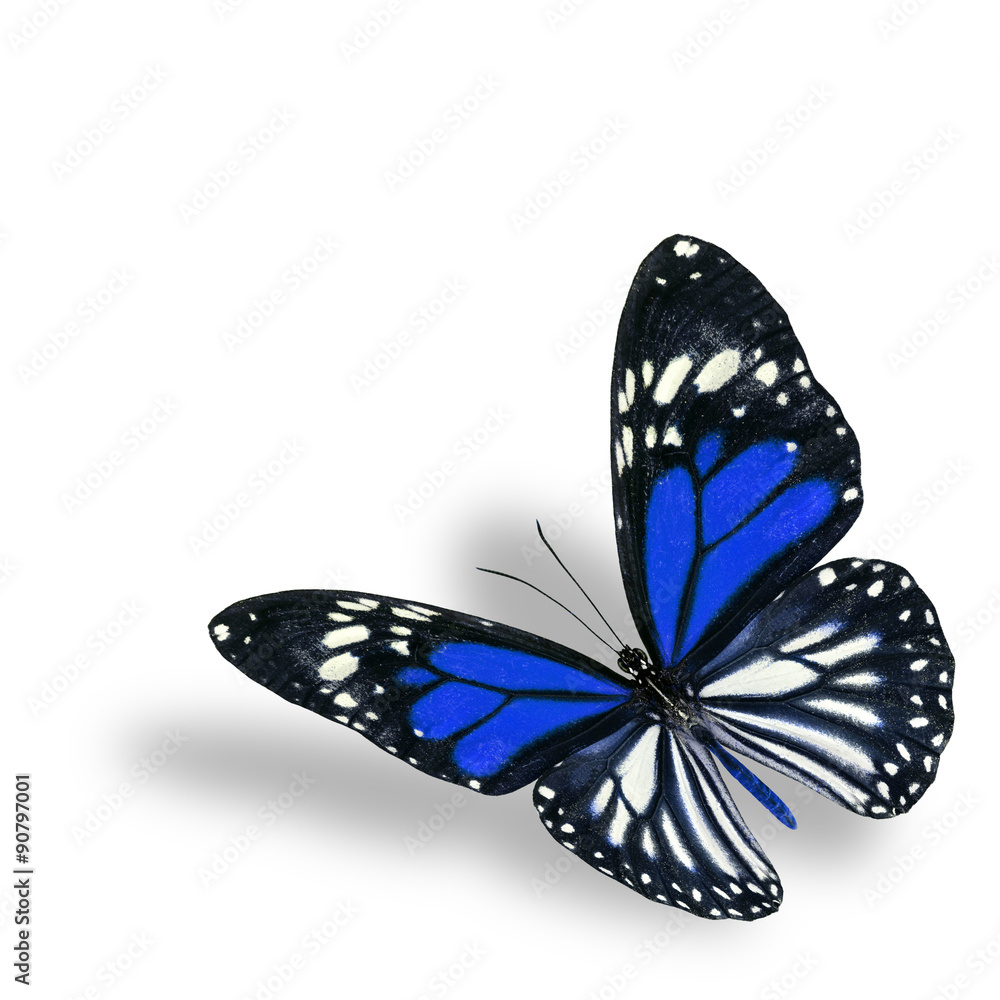 Exotic flyhing blue butterfly on white background with soft shad