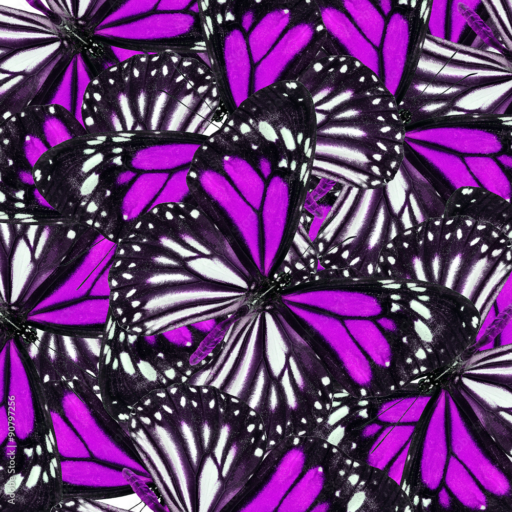 Exotic Purple Background Texture made of White Tiger Butterflies