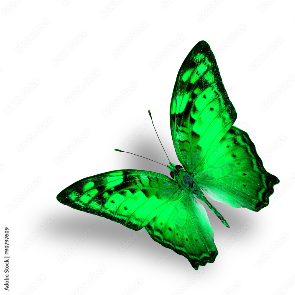 Beautiful Flying Vagrant Butterfly in fancy green color profile