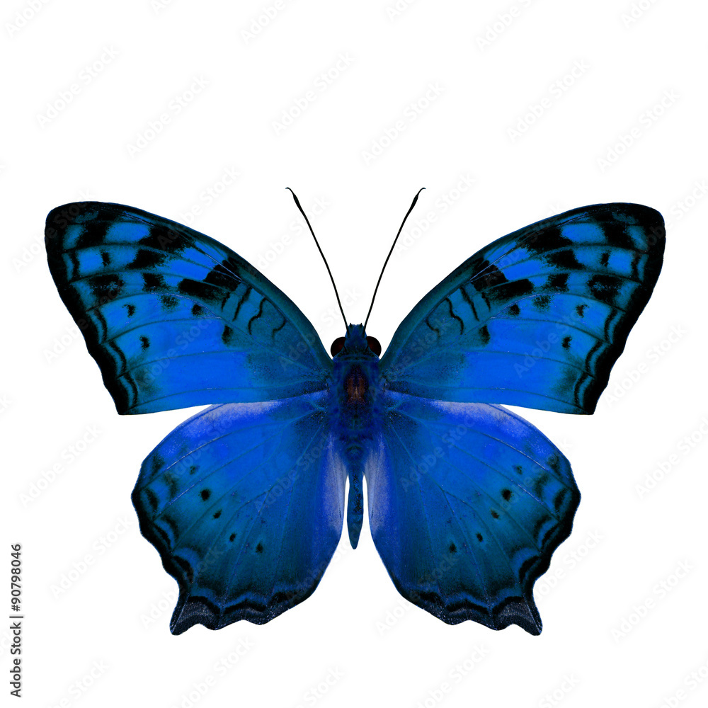 The beautiful blue butterfly, Vagrant Butterfly stretch back win