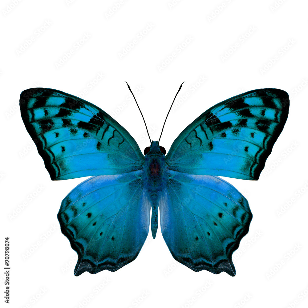 The beautiful light blue butterfly, Vagrant Butterfly stretch ba