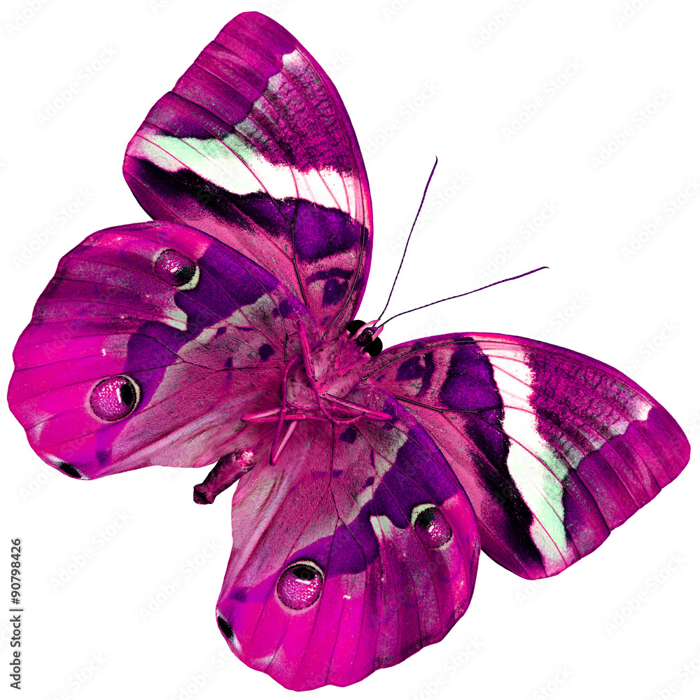 Beautiful Pink Butterfly, the exotic butterfly in fancy color pr