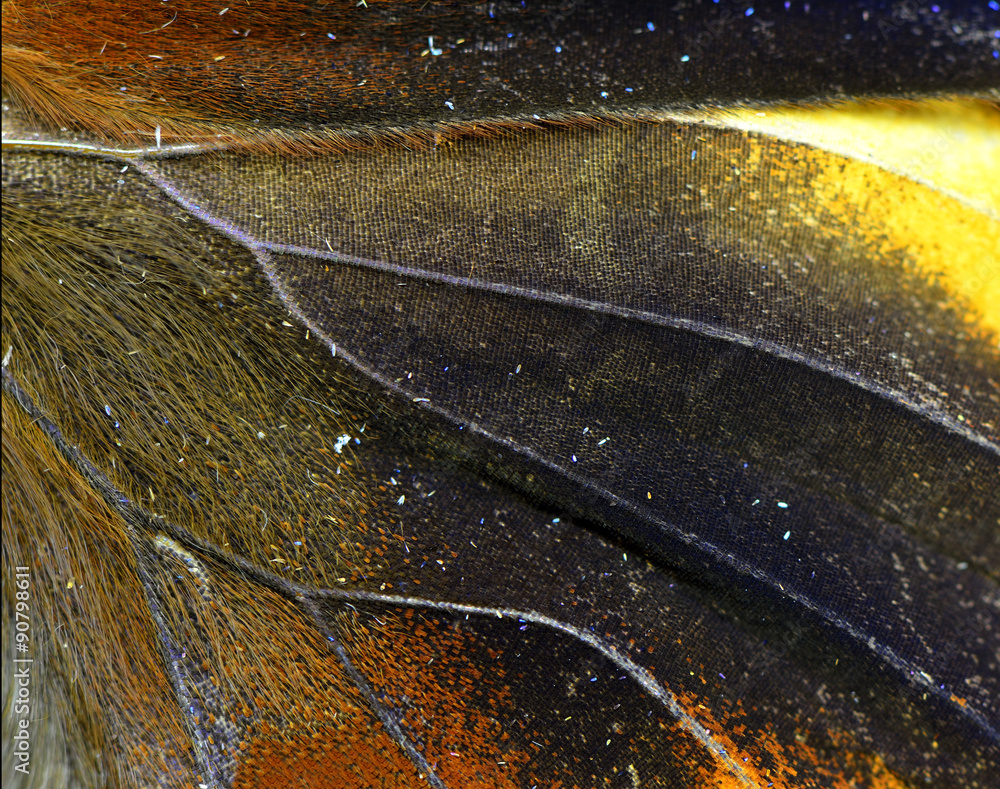 Close up of Tufted Jungleking butterflys wing texture and detai