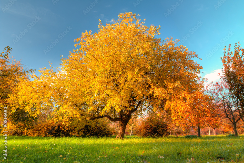 Autumn tree on meadow