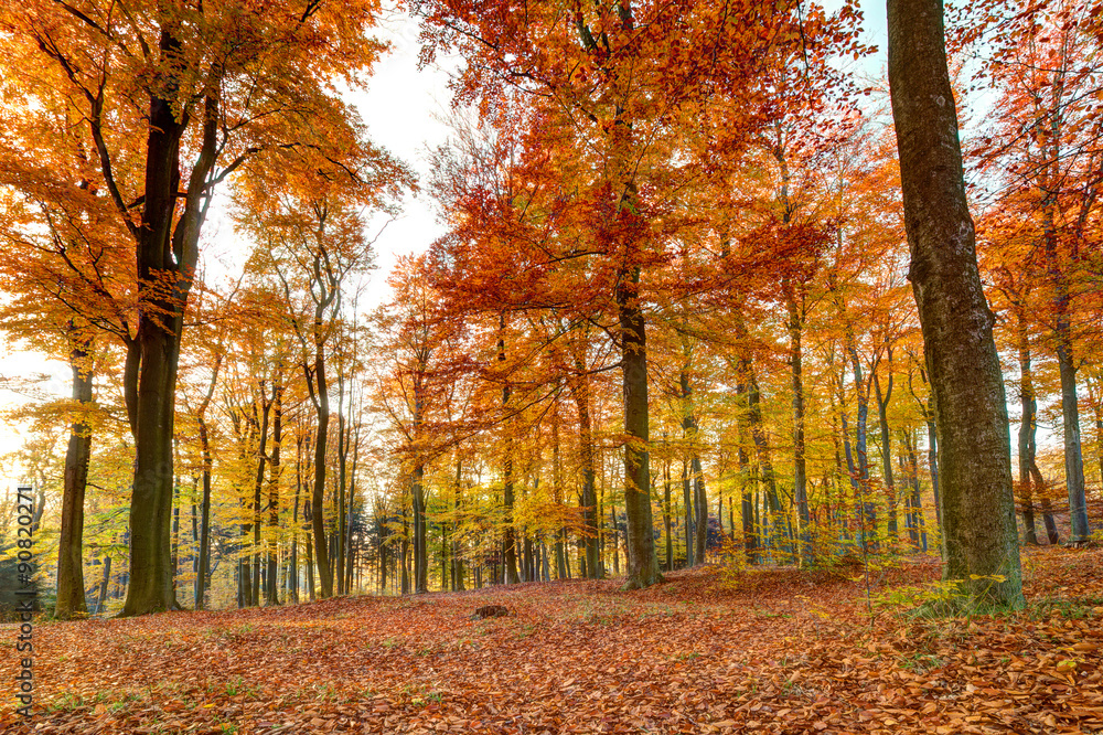 colorful autumn landscape with yellow trees