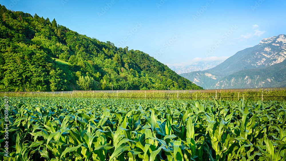 阿尔卑斯山谷中的玉米地