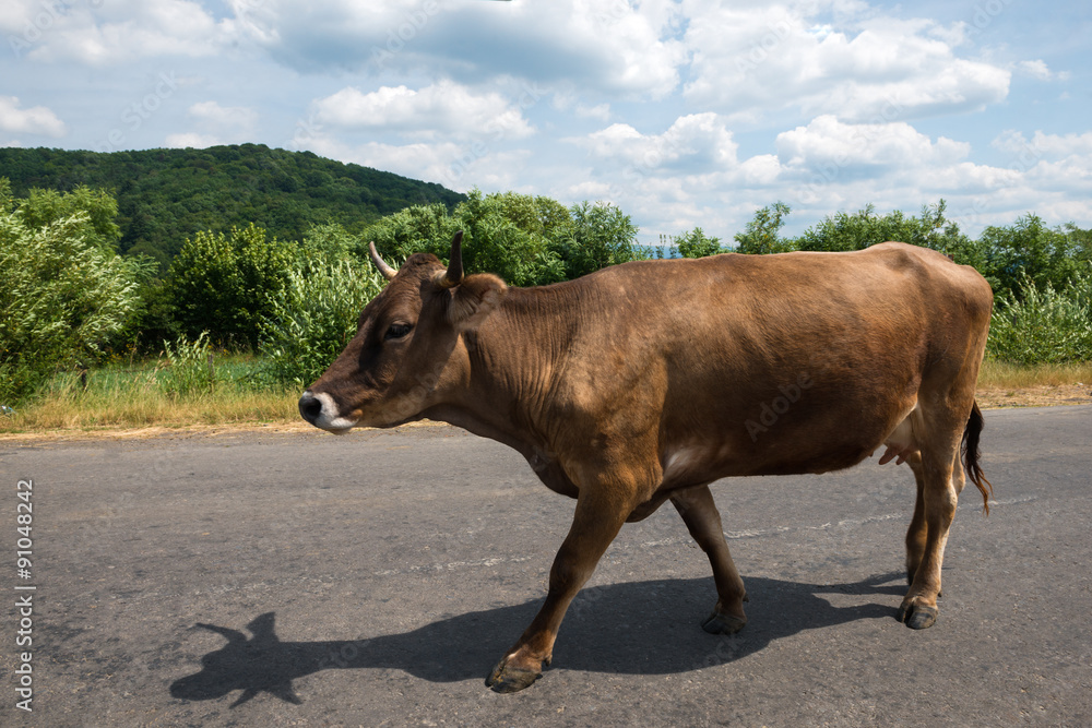 Brown cow