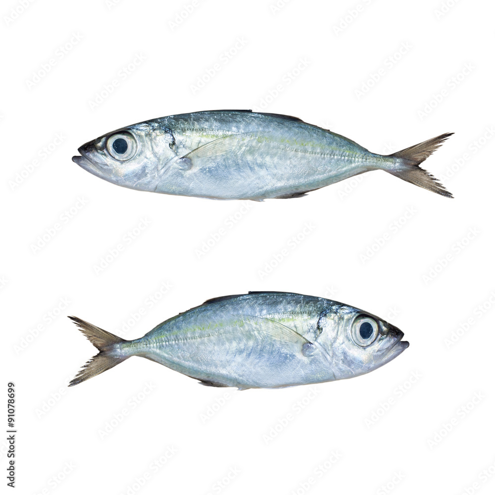 Selar crumenophthalmus ,Bigeye scad ,fish isolated on white back