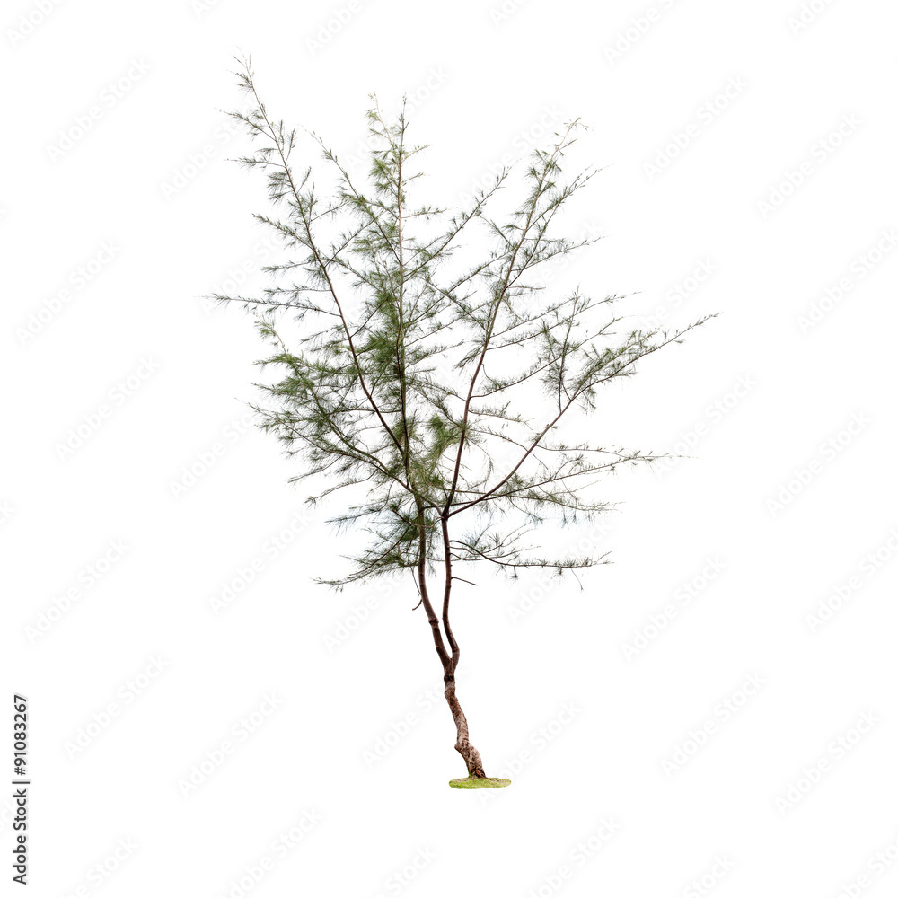  pine tree on a white background.