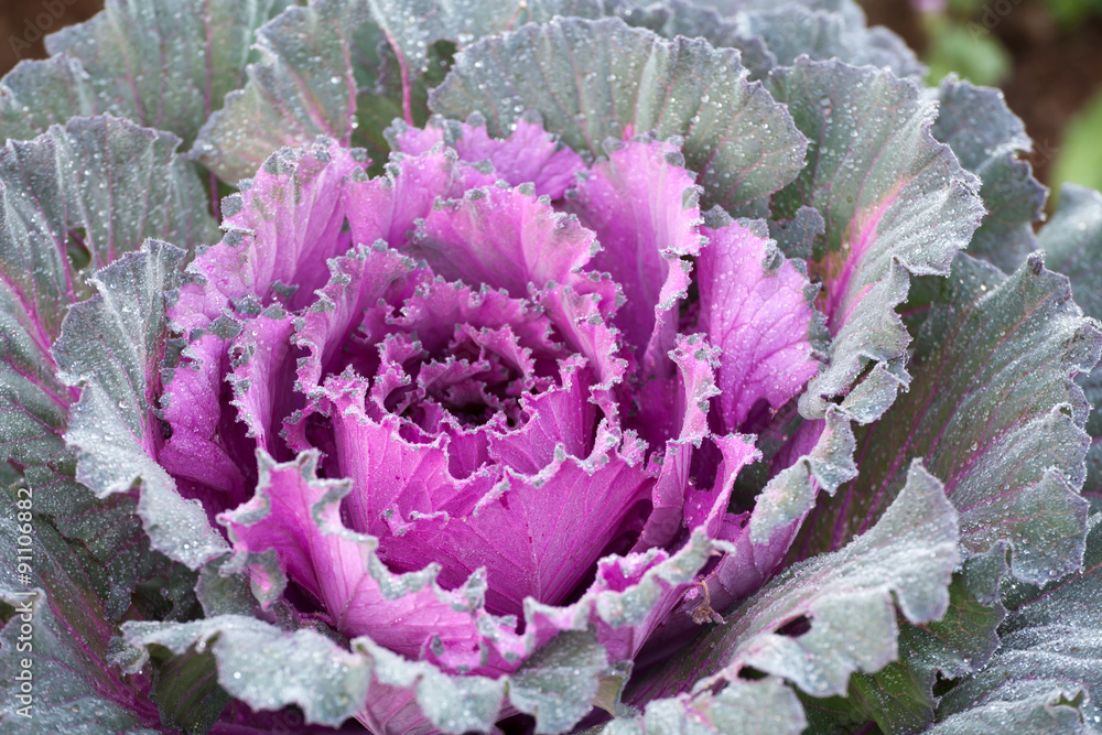 Close up Decorative cabbage or kale