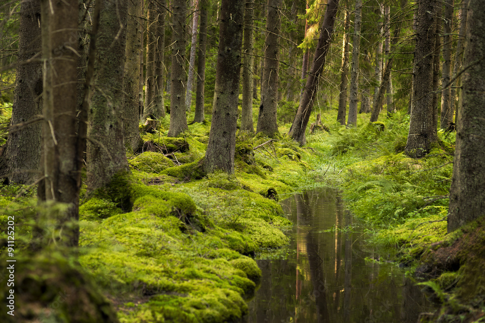 Beautiful green forest