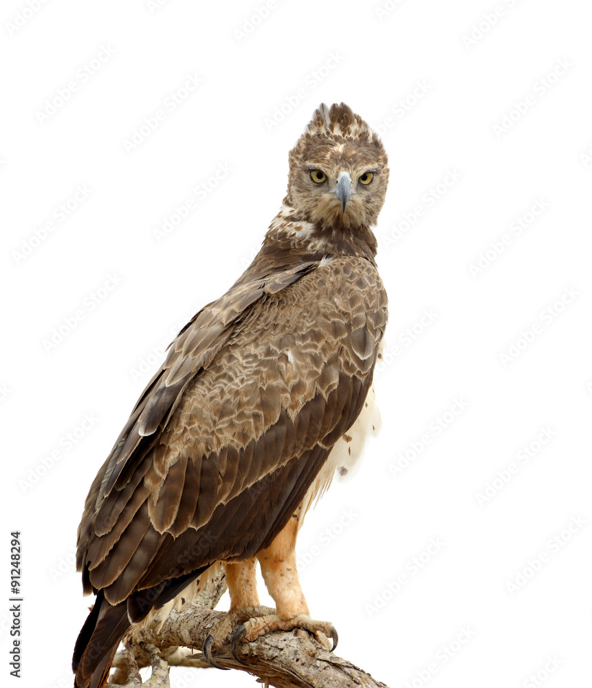 Tawny eagle