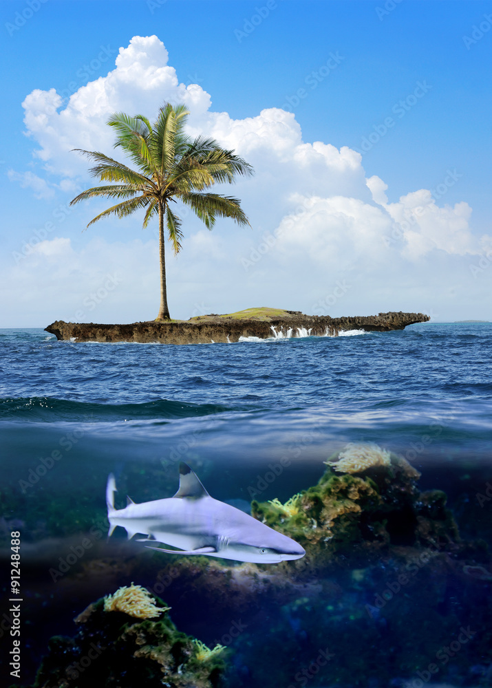 Beautiful island with palm trees and blue sky. Shark underwater