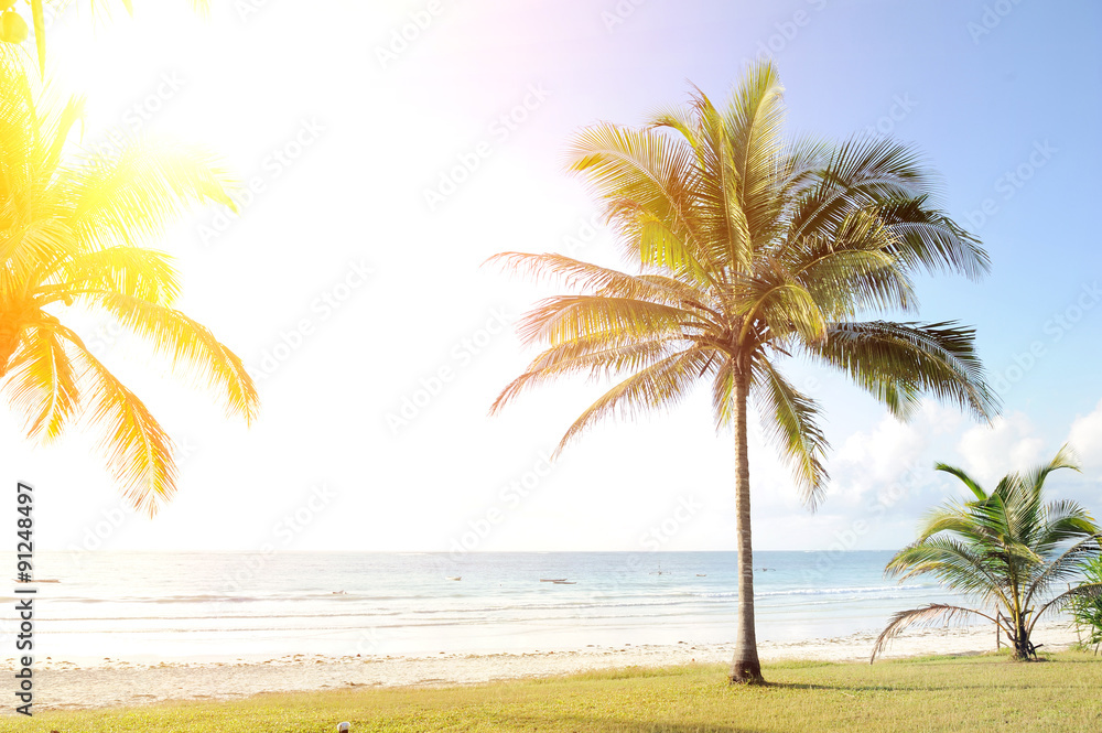 Palms and  beach