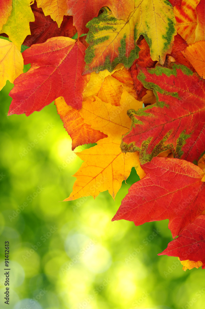 autumn leaves background