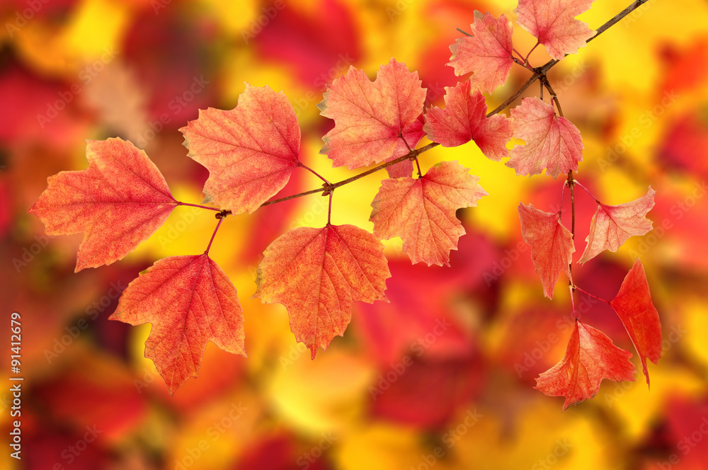 autumn leaves background