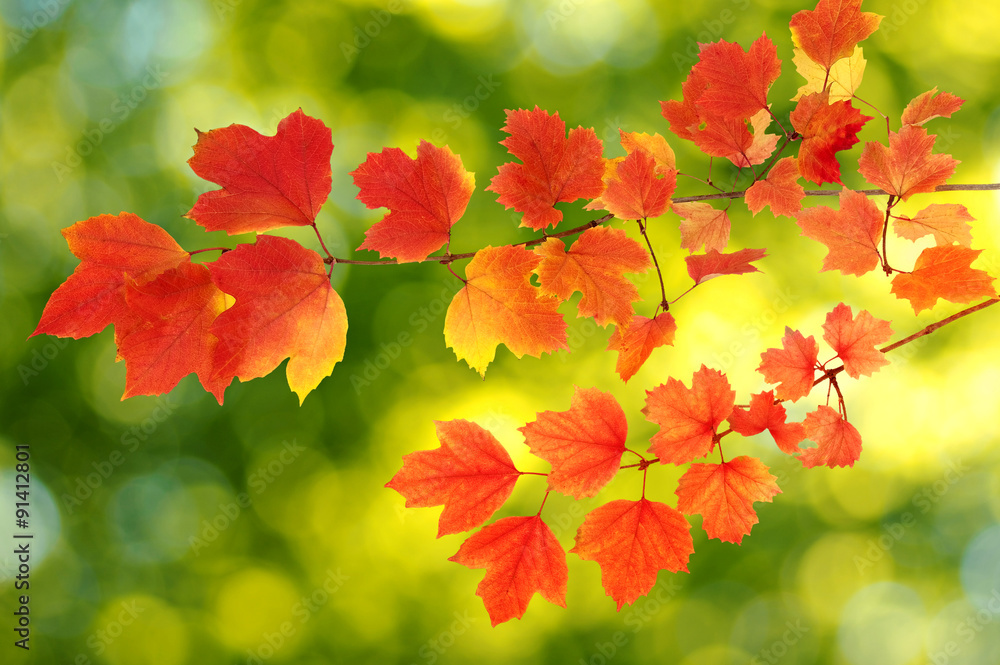 autumn leaves background